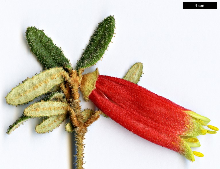 High resolution image: Family: Rutaceae - Genus: Correa - Taxon: reflexa - SpeciesSub: var. angustifolia